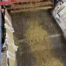 特级熟黄苦荞茶，特级黑苦荞茶，高质量，特级品质。