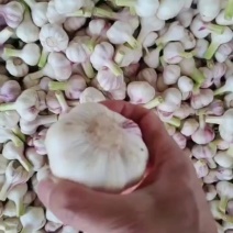 精品大蒜头，红皮大蒜，另有紫皮独头蒜，需要的联系，价格美