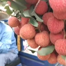 广东电白鲜荔枝大量上市产地直发保质保量欢迎随时咨询