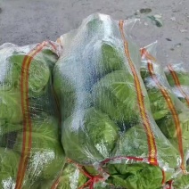 甘蓝量大出货品质从优