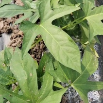 徐薯50大量供应，欢迎来电