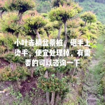 小叶赤楠盆景桩，一年四季常青，家有赤楠，家财万贯💕💕