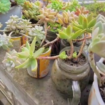 多种品种