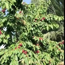 莎车大樱桃西梅