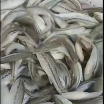 大量出售鲈鱼苗加州大口鲈鱼苗重庆合川区自家渔场直发