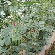 陕西蒲城小吊兰