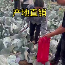 地头价0.6，个个精品2000斤起
