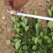 精品卫矛球产地一手货源全国发货量大价优欢迎随时联系
