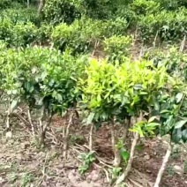 茶叶