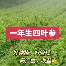 四叶参种苗也叫《羊奶参》《山海螺》《羊乳参》等多种名称