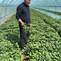大量出售西瓜红，红薯苗，地瓜苗，哈密烟薯25