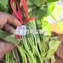 脱毒原种