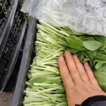 鸡毛菜毛毛菜长期大量供应