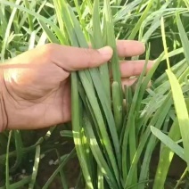 香河韭菜