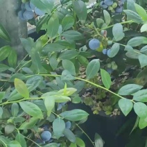 自家大型种植基地欢迎批发采购
