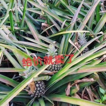 菠萝🍍