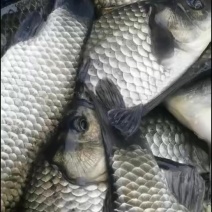 中科三号鲫鱼大量出售成品鱼苗存活率高可视频看货选货