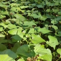 自己山地种植优质鱼腥草
