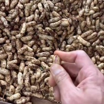 广东鲜花生四粒红，产地直发保质保量，大量供应。
