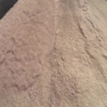 核桃粉高脂肪好育肥牛羊鸡鸭鹅都爱吃