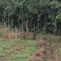 卖红豆杉树木10分至了，30公分