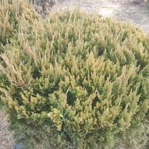 精品龙柏球基地直销