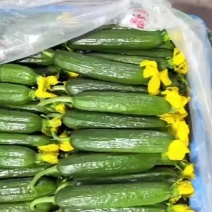 寿光市水果黄瓜，大鲜花.专业代购代销.对接商超.批发市场