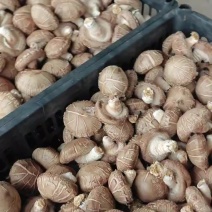 香菇
