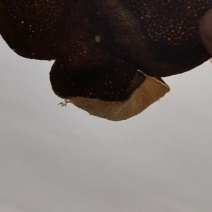 陈皮
