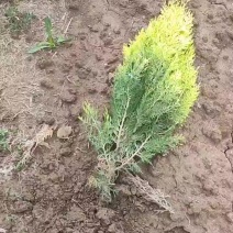 精品洒金柏苗圃直销装车