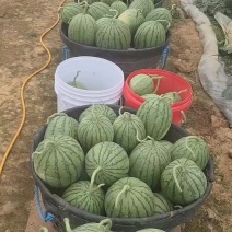 口口脆货源充足，需要的老板可联系