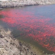 观赏小红草金鱼