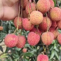 广东荔枝/徐闻白糖罂荔枝/鲜果现摘全国发货