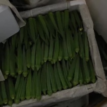广西秋葵新鲜上市，秋葵绿皮黄秋葵新苗秋葵