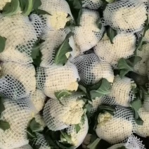 郯城散花青梗散花，颜色好