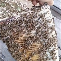 ***土蜂蜜