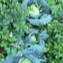 牛心菜