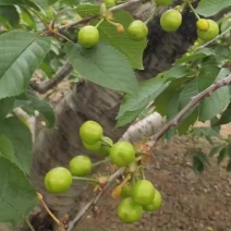 露天早红宝石，红灯，布鲁克斯，黄蜜