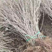 两年水蜡壮苗500万棵代售工人现场起苗价格实惠装车现场