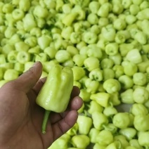 梧州地区，大批量白玉辣椒，灯笼椒等下发货贺州，桂林