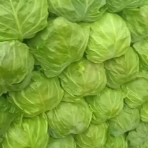甘蓝包菜