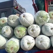 海南精品冬瓜大量现货
