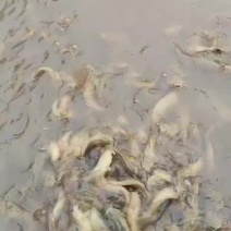 广西桂平市，农村土塘角鱼
