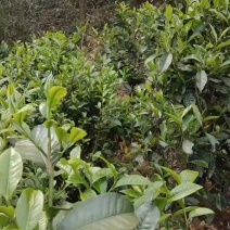 农家手工制作茶叶