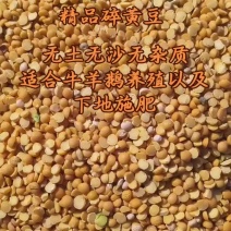 山东碎大豆