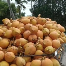 黄金椰
