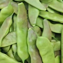 大油豆