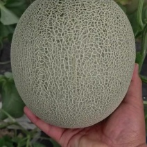 鲁厚甜