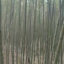 灰金竹