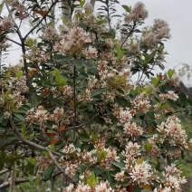 春花